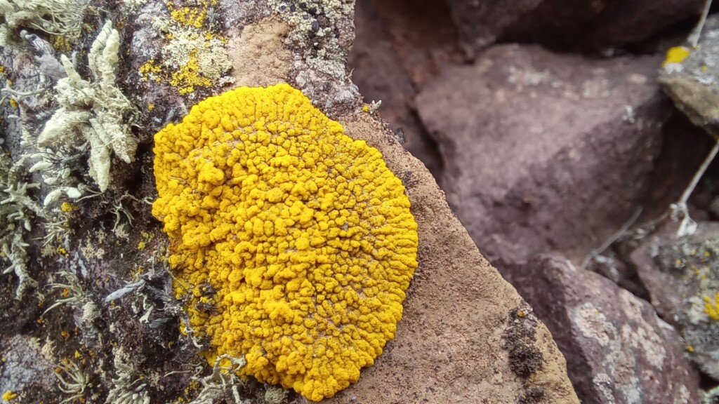 Chrysothrix granulosa