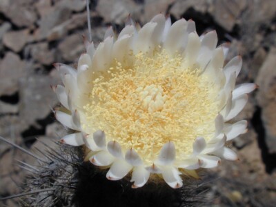 Eulychnia iquiquesis