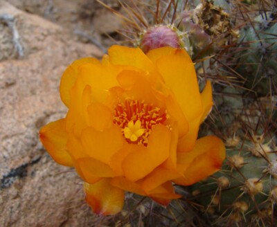 Sphaeropuntia shpaerica